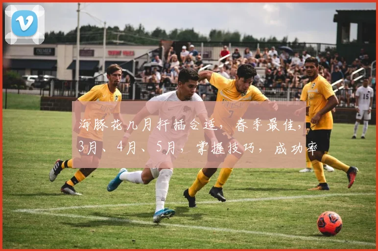 海豚花几月扦插合适，春季最佳，3月、4月、5月，掌握技巧，成功率更高，轻松繁殖